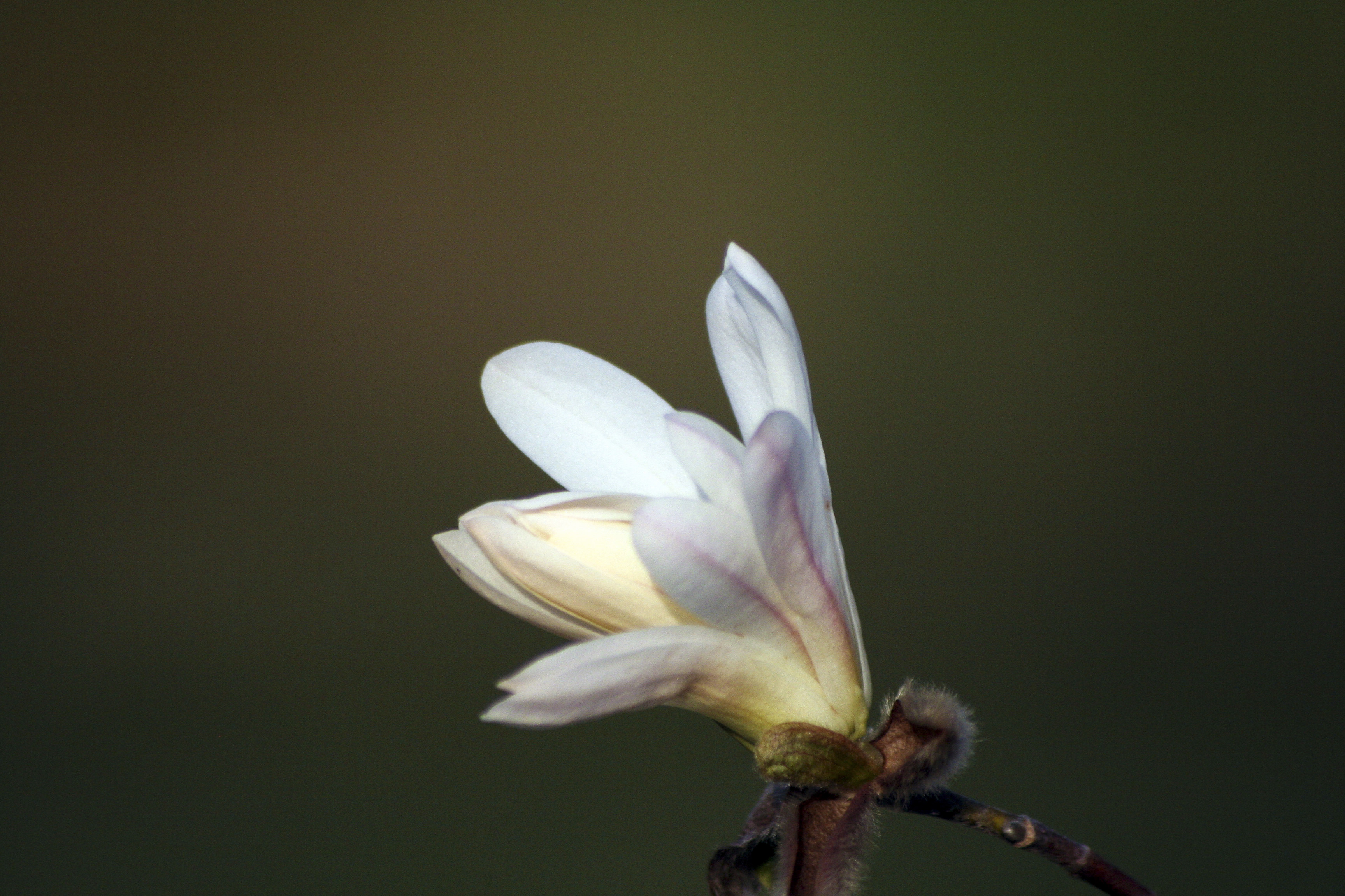 Närbild på en vit magnolia.