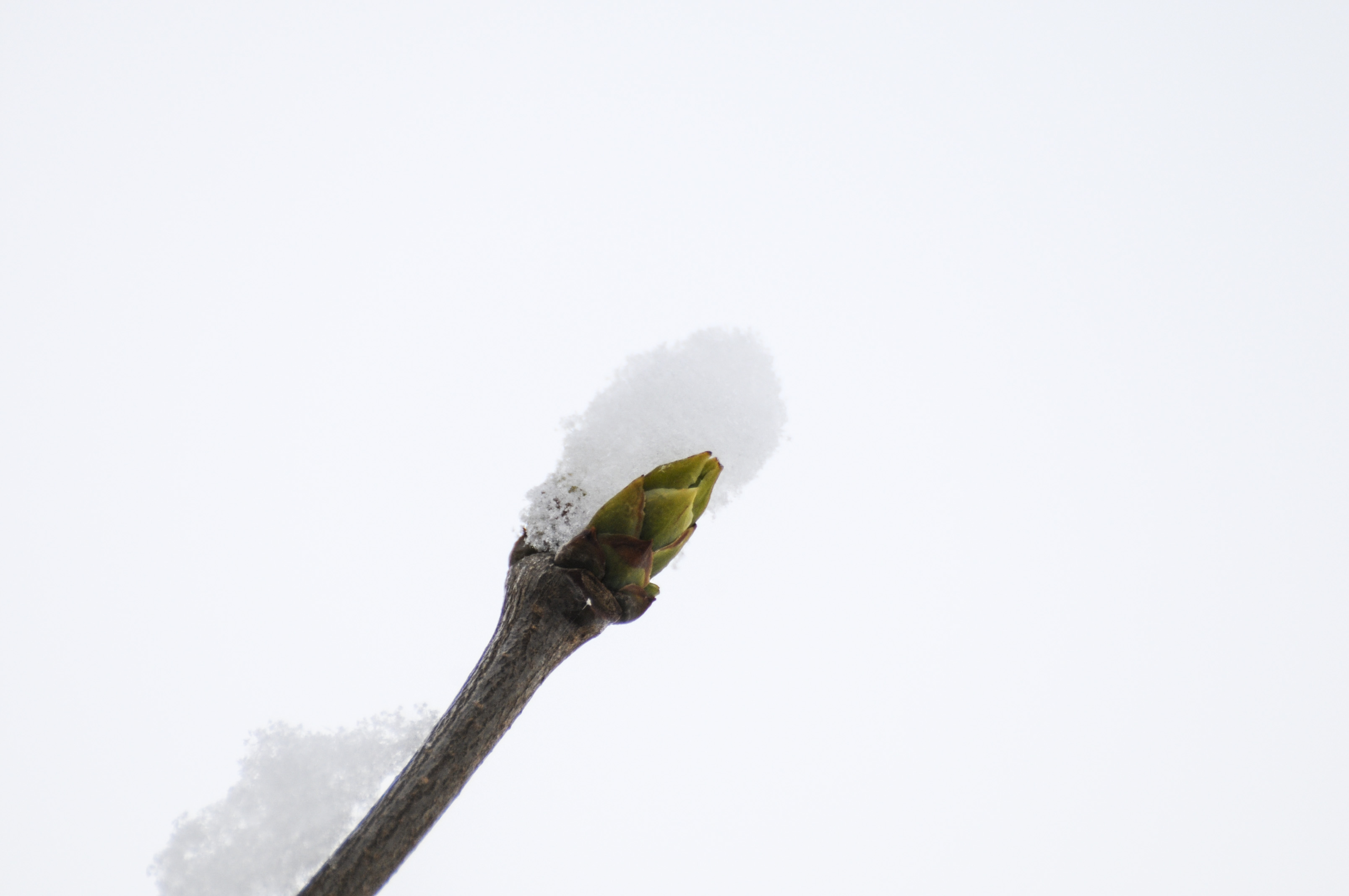 Närbild på en snötäckt knopp på en gren.