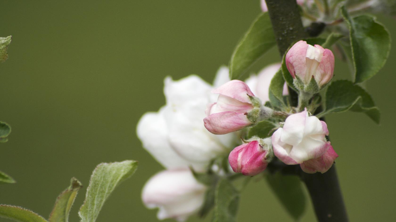 Närbild på äppelblommor som precis ska slå ut.