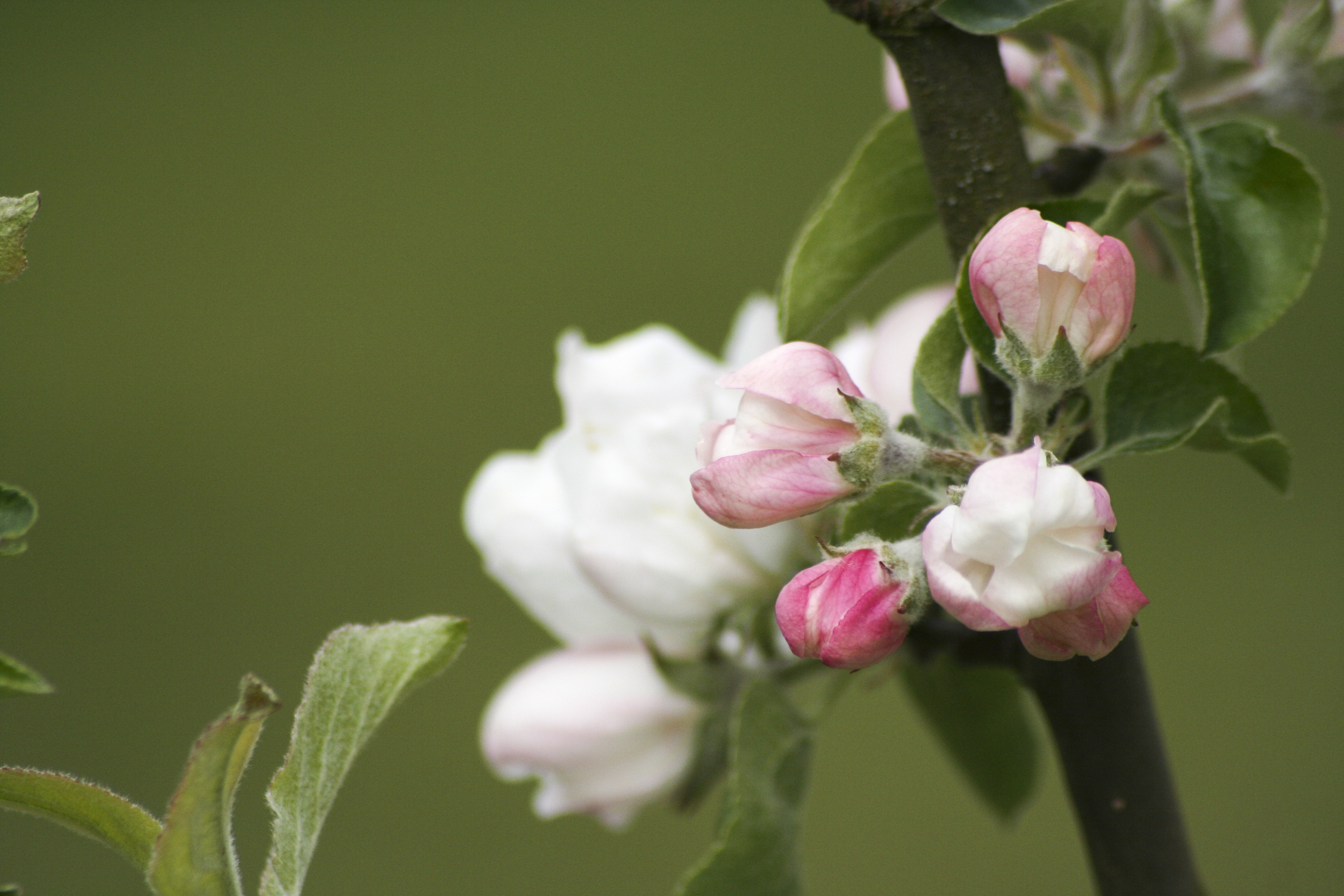 Närbild på äppelblommor som precis ska slå ut.