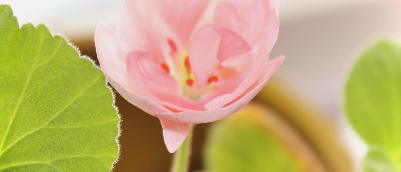Närbild på en rosa blomma i en kruka.