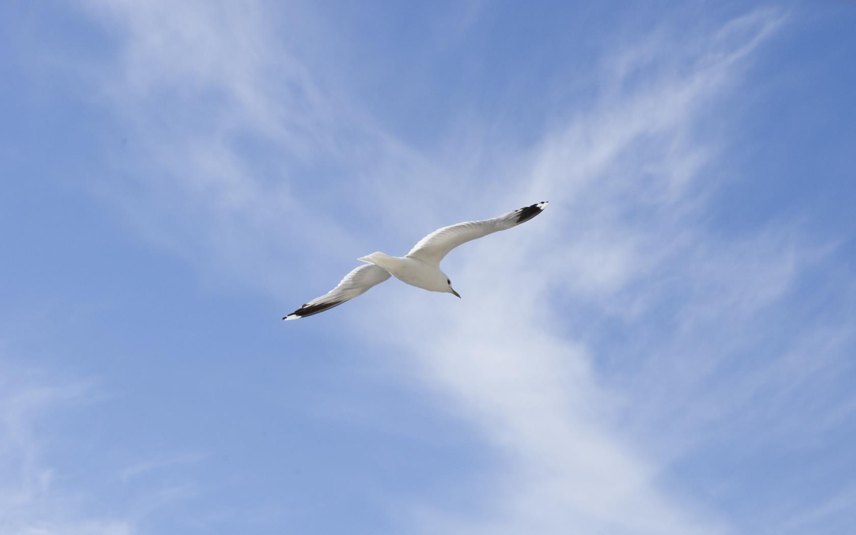 En fiskmås mot blå himmel.