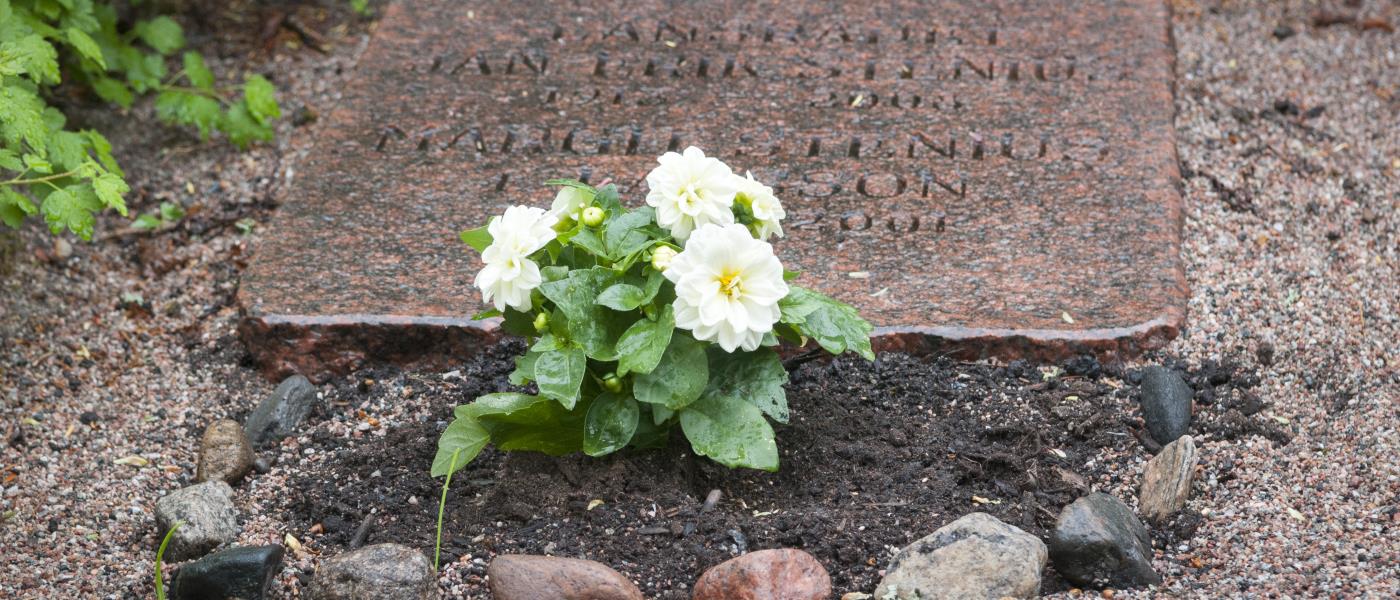 Vita planterade blommor på en grav.