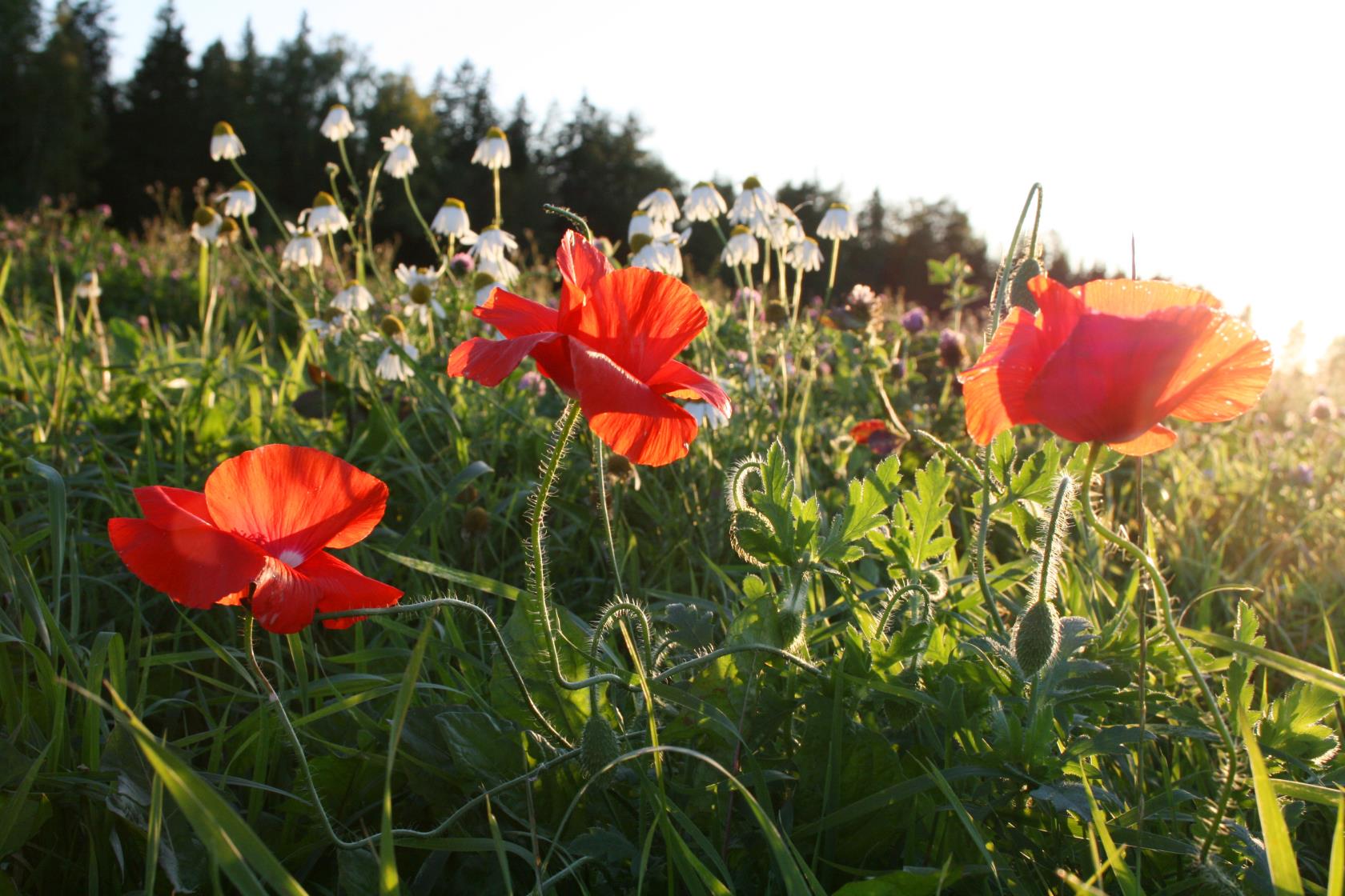 Vallmo på en blomsteräng.