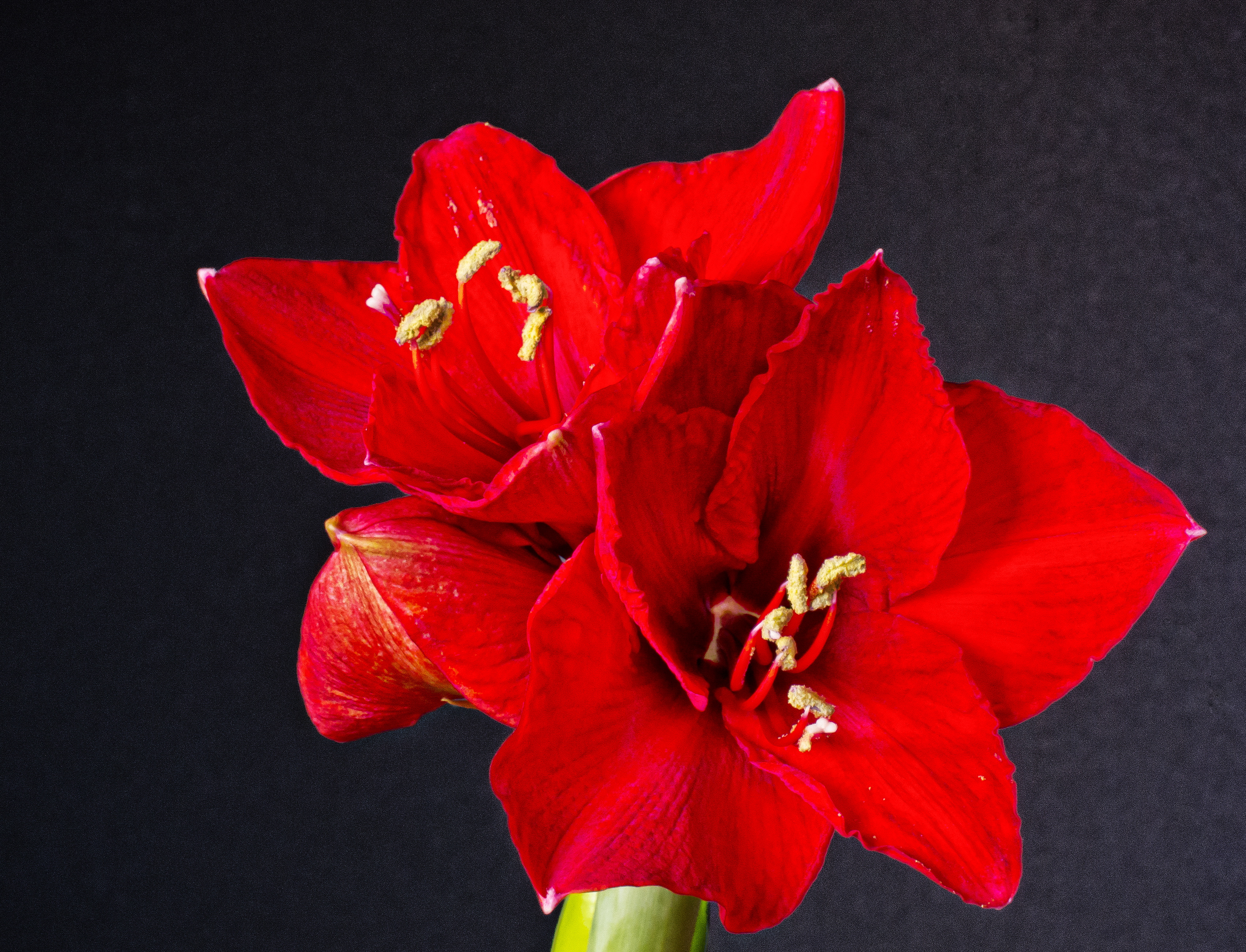 Röd amaryllis mot svart bakgrund.