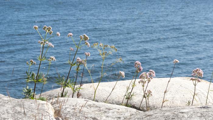 Några blommor växer på en klippa vid vattnet.