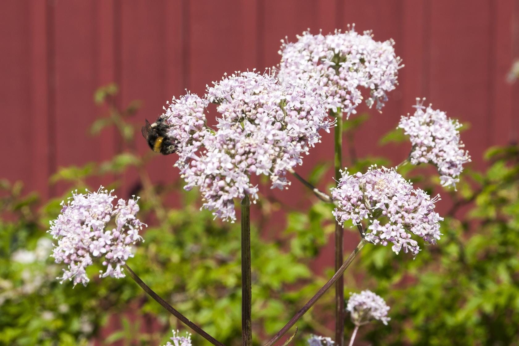 En humla sitter på några ljusrosa blommor vid en röd husvägg.