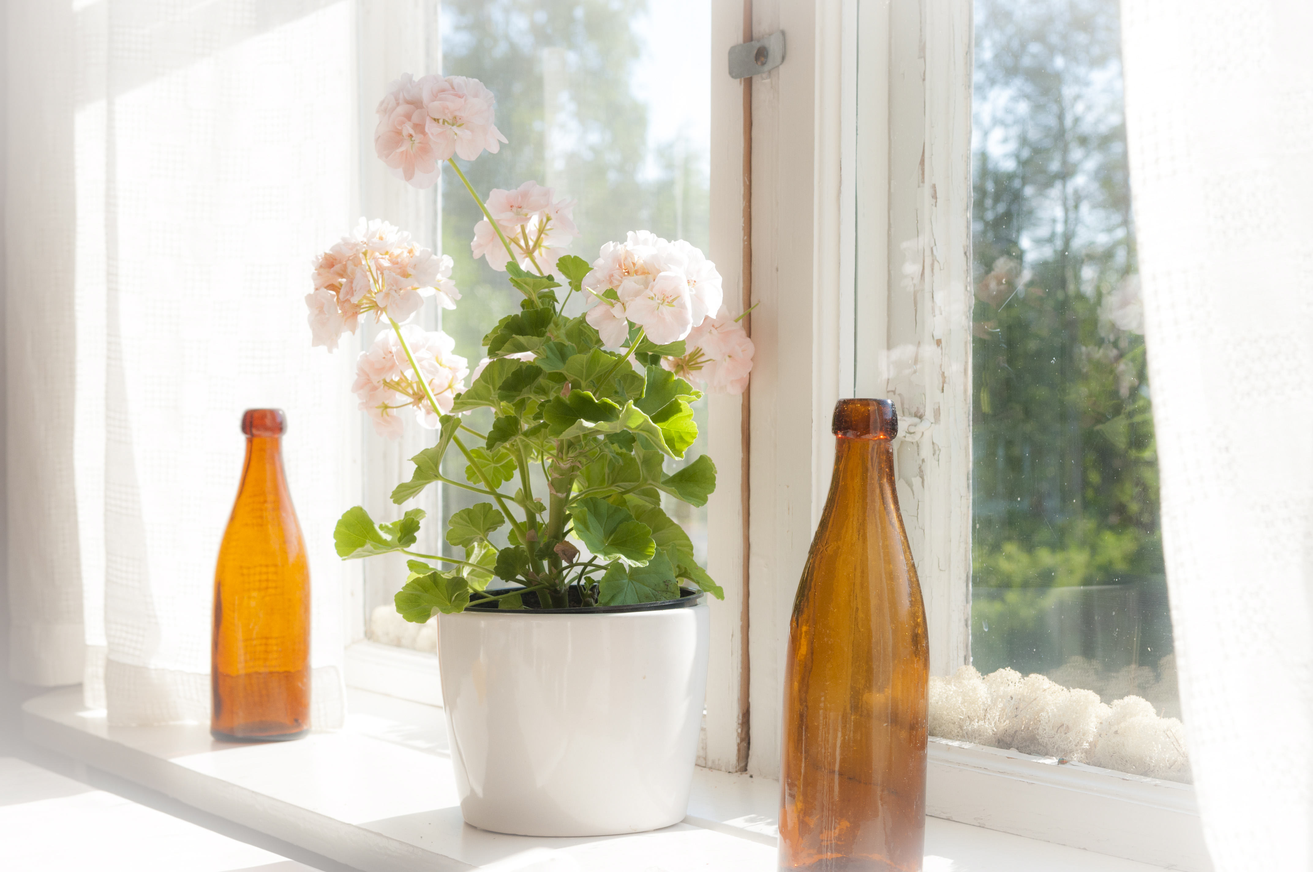 En ljusrosa pelargon och två bruna flaskor står i ett fönster.