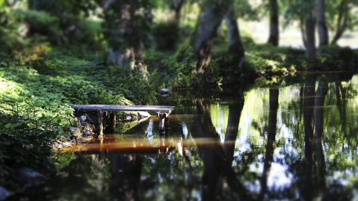 En liten brygga vid ett vattendrag i en skog.