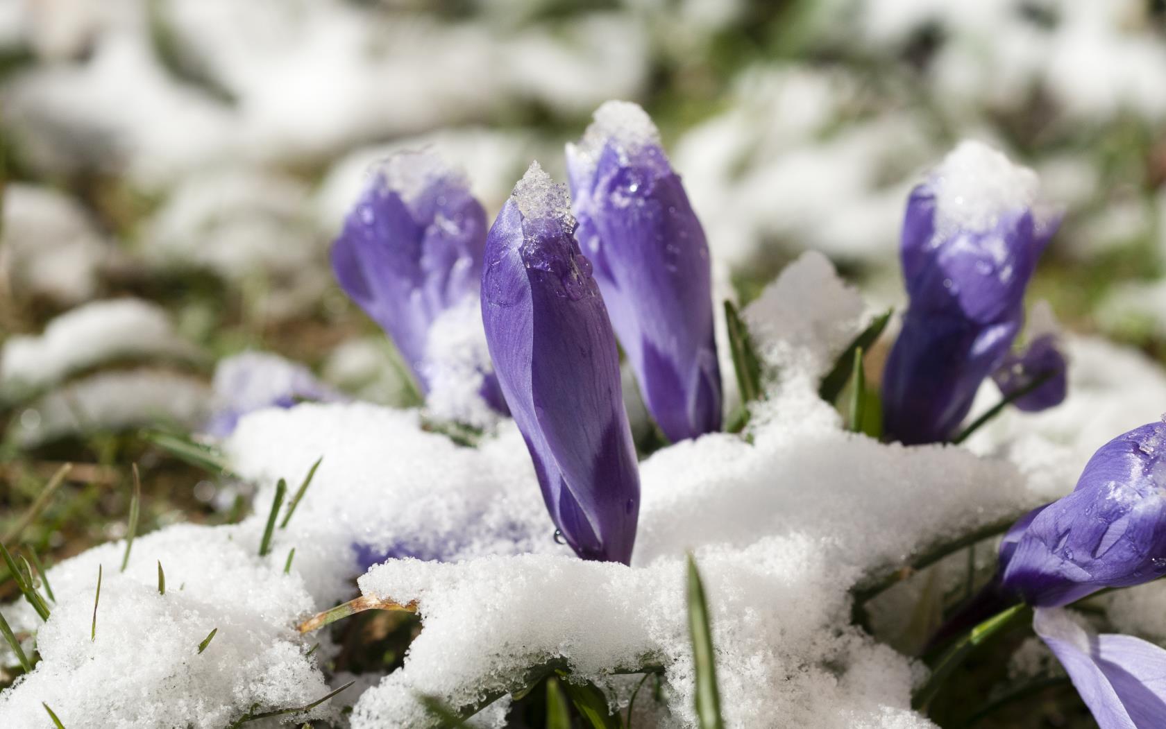 Närbild på några snötäckta lila krokusar i gräset.