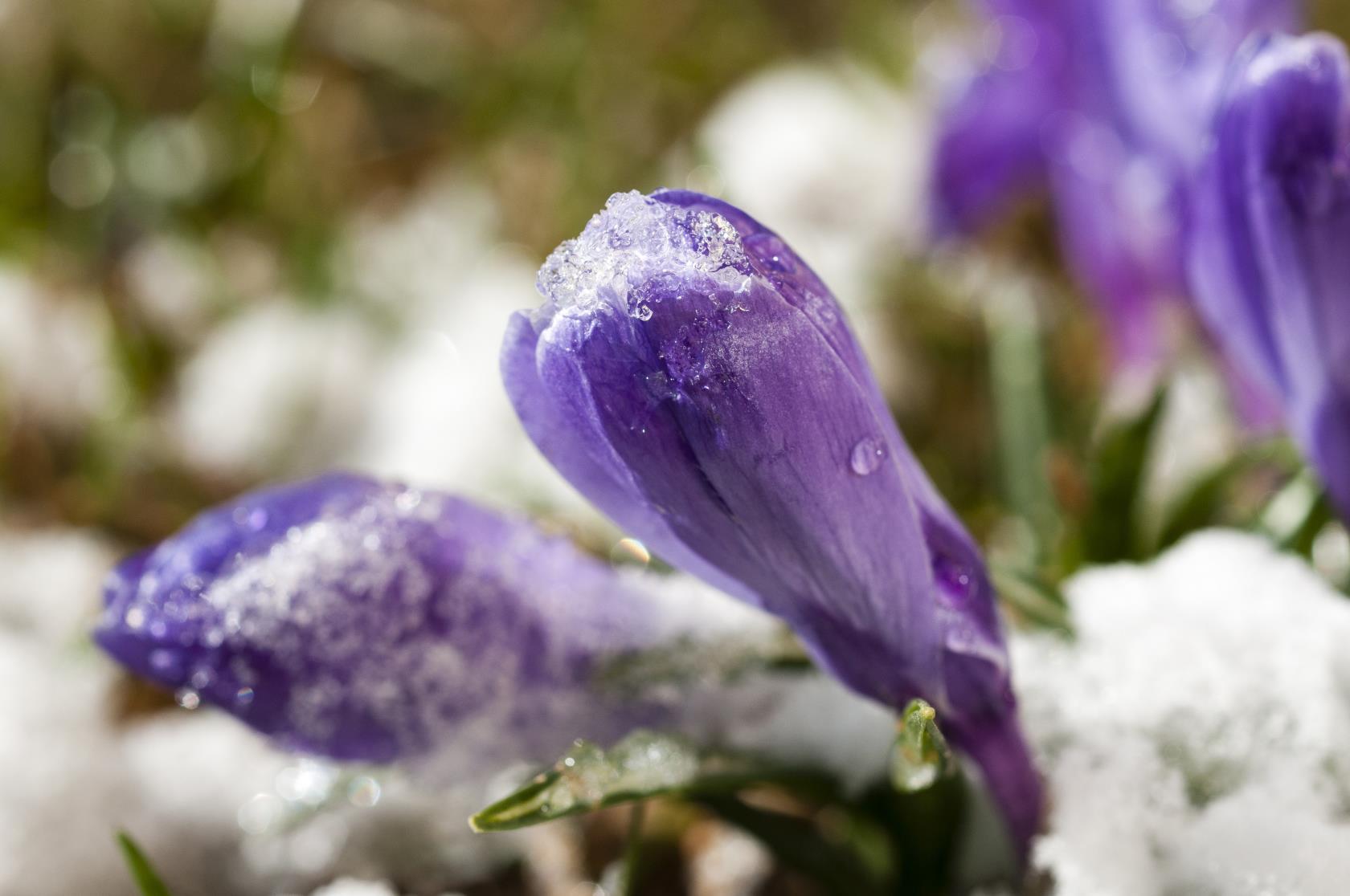 Närbild på några snötäckta lila krokusar i gräset.