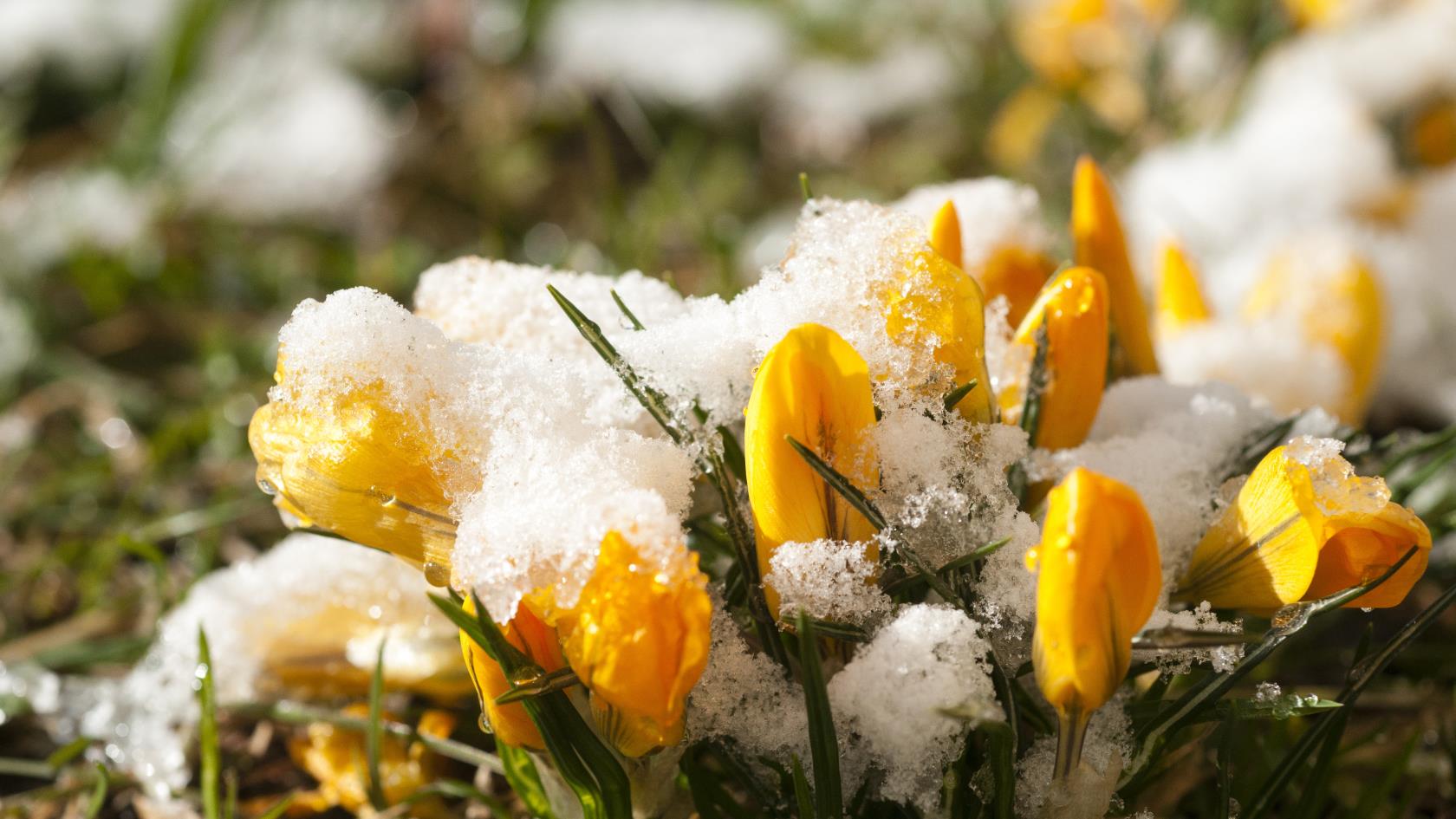 Närbild på några snötäckta gula krokusar i gräset.