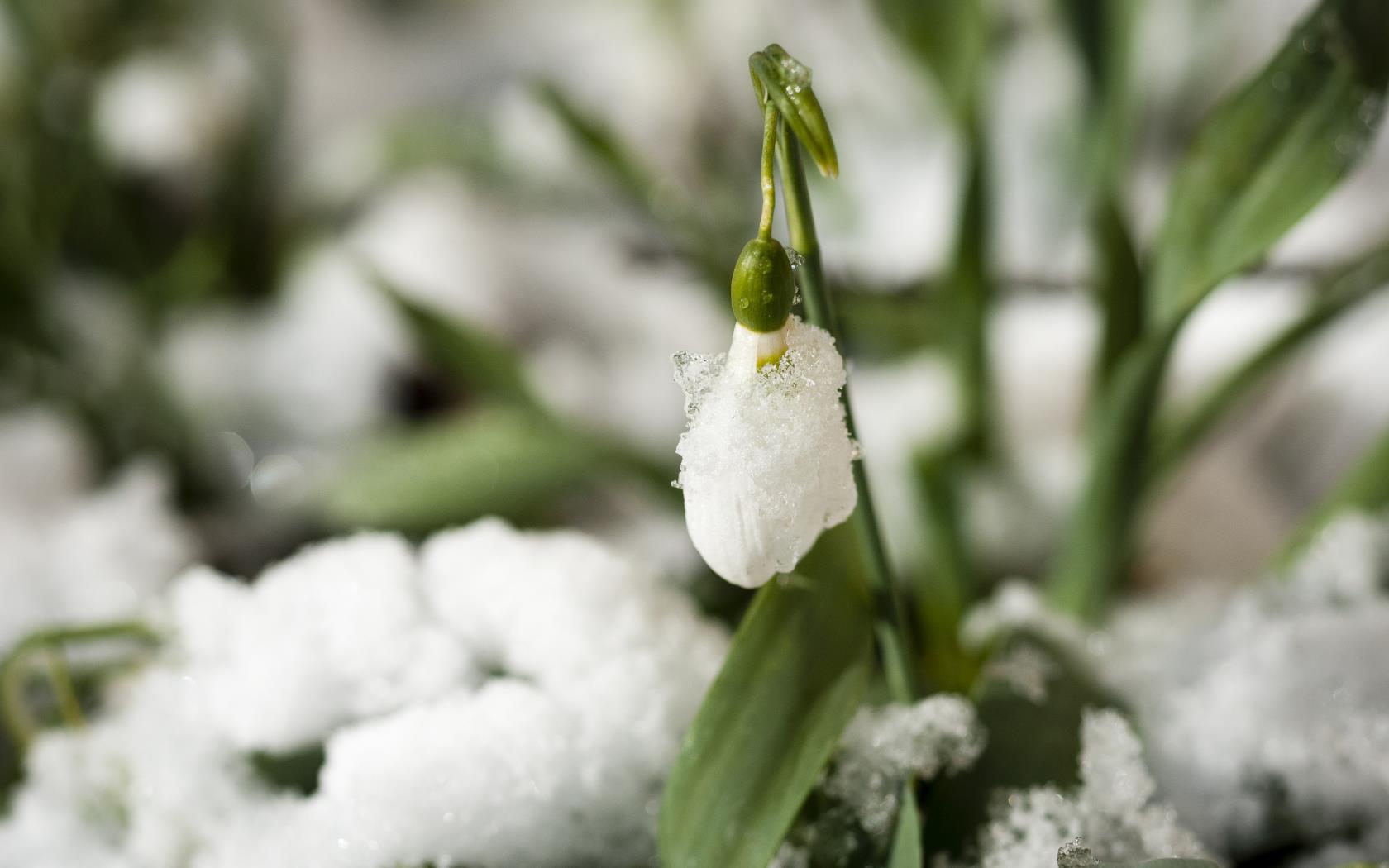 Närbild på en snödroppe i snön.