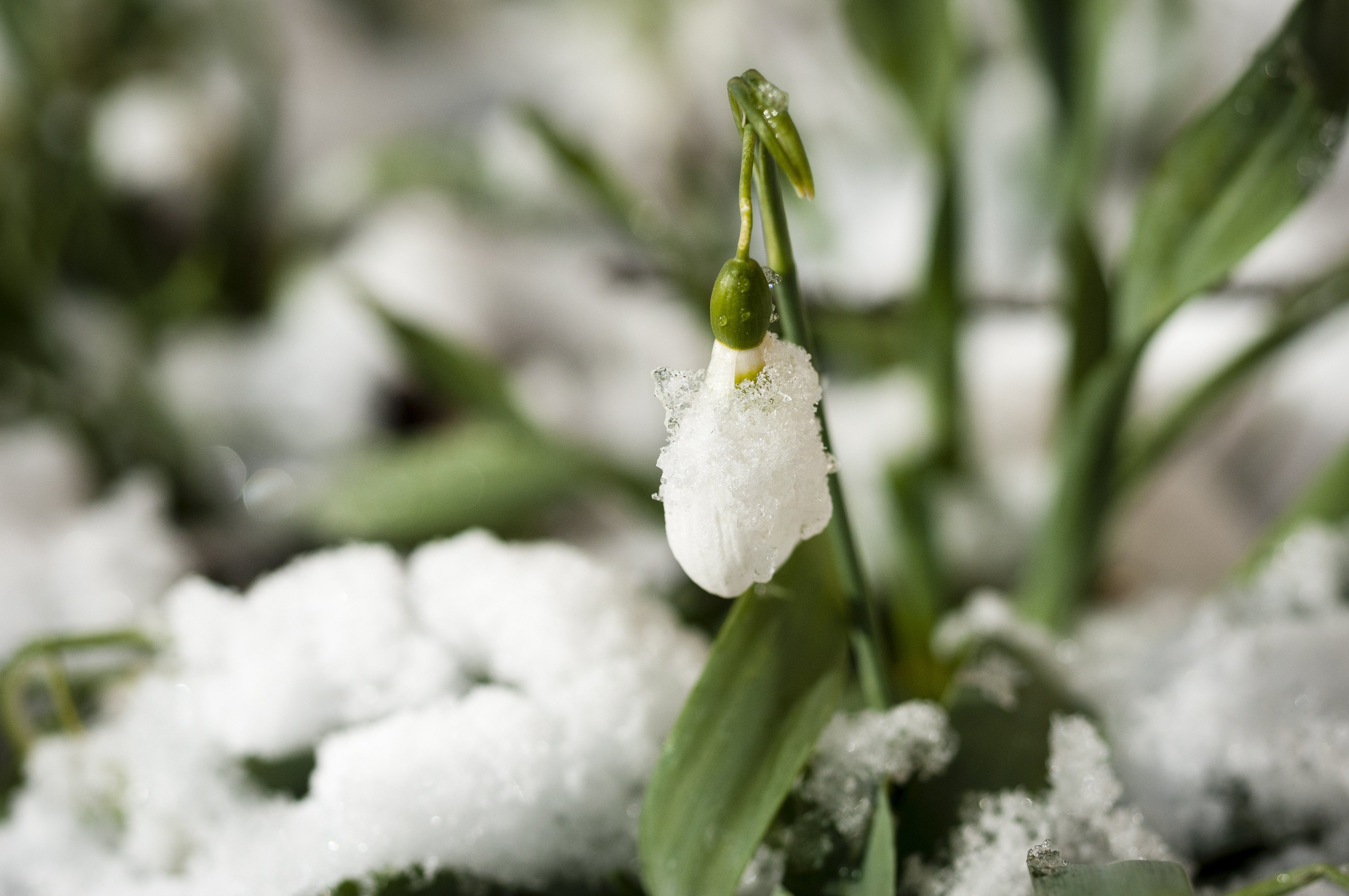 Närbild på en snödroppe i snön.