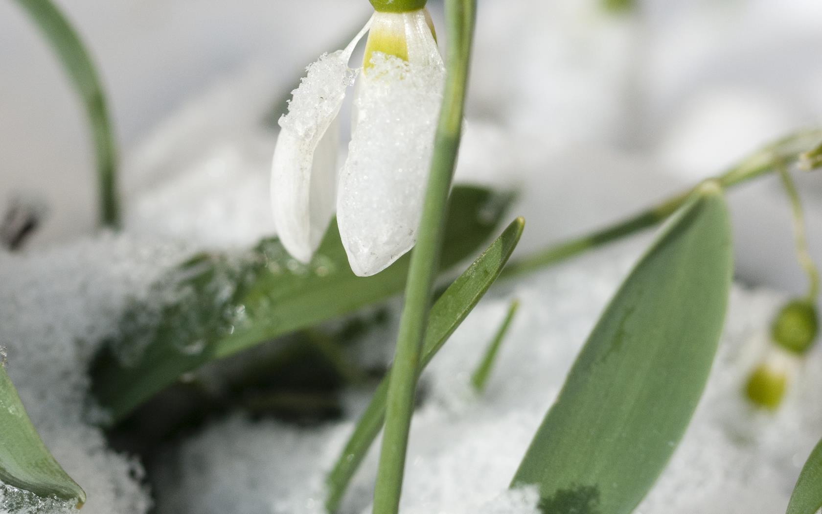 Närbild på en snödroppe i snön.