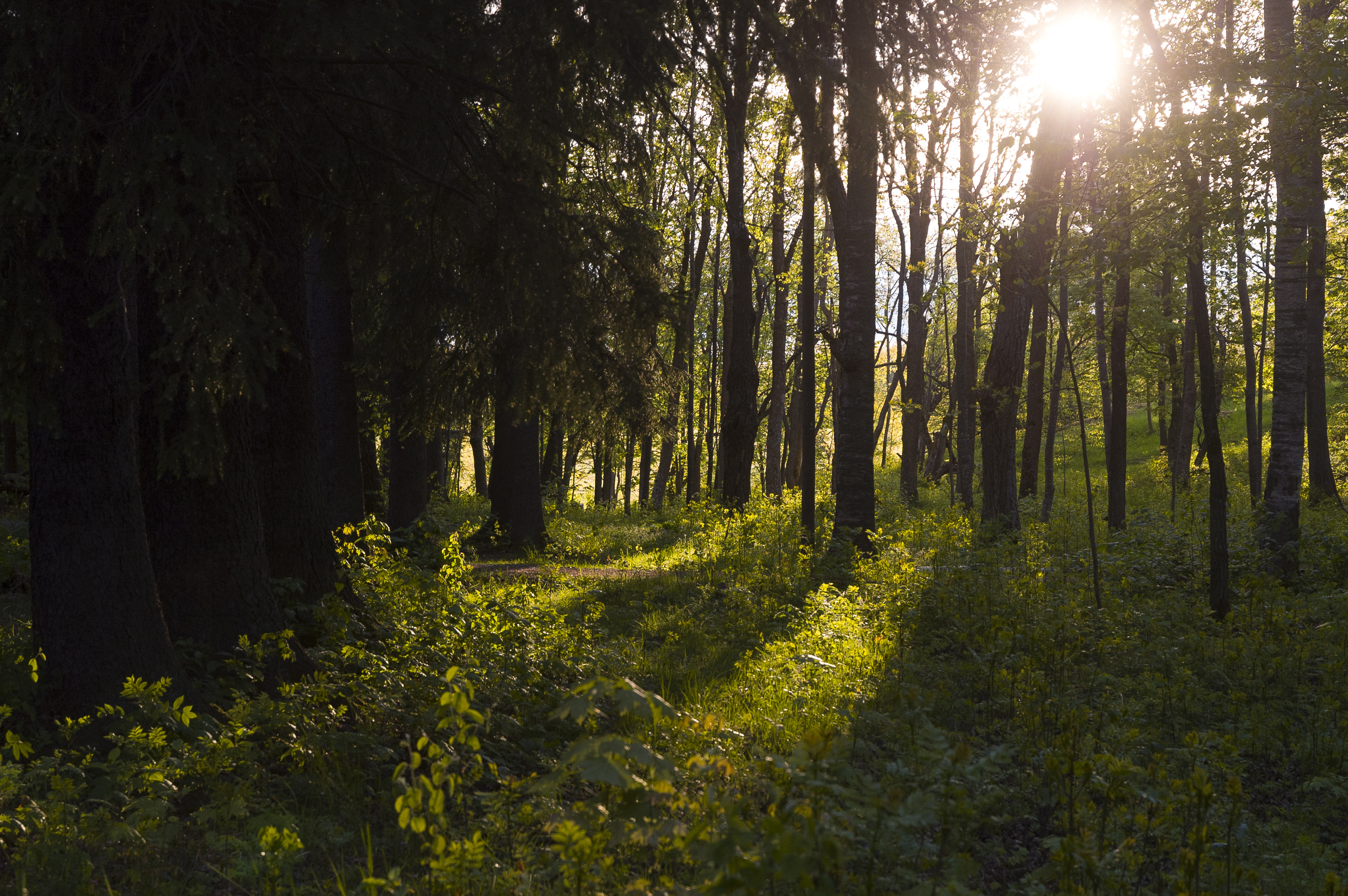 Solen lyser igenom träden i en skog.