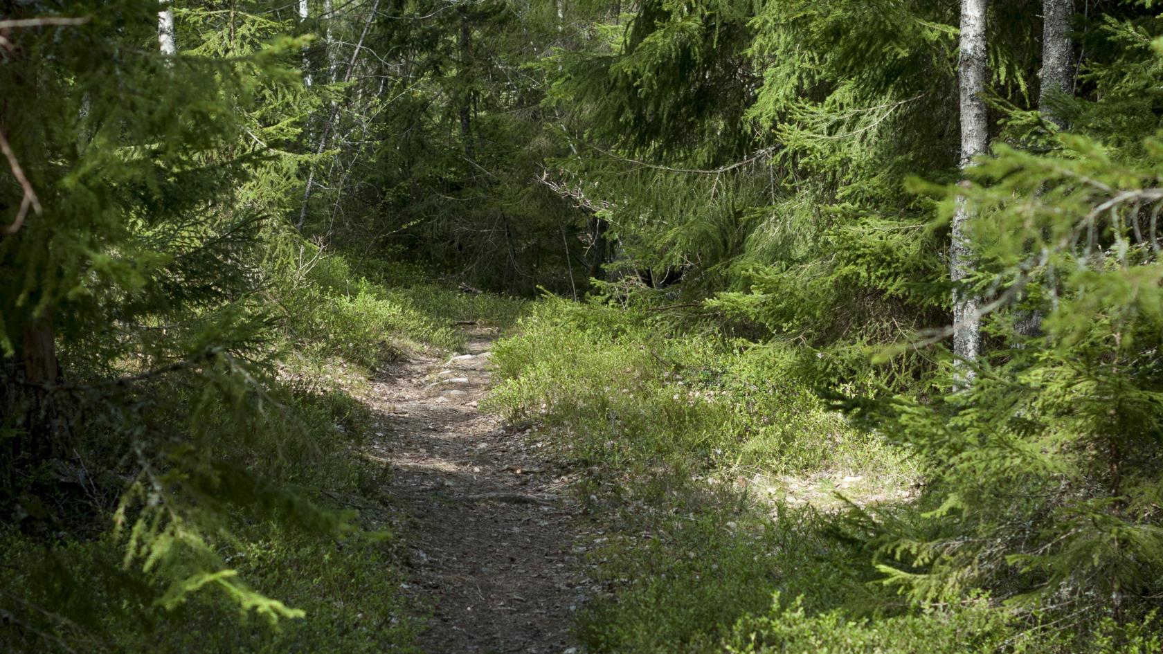 En stig i skogen.