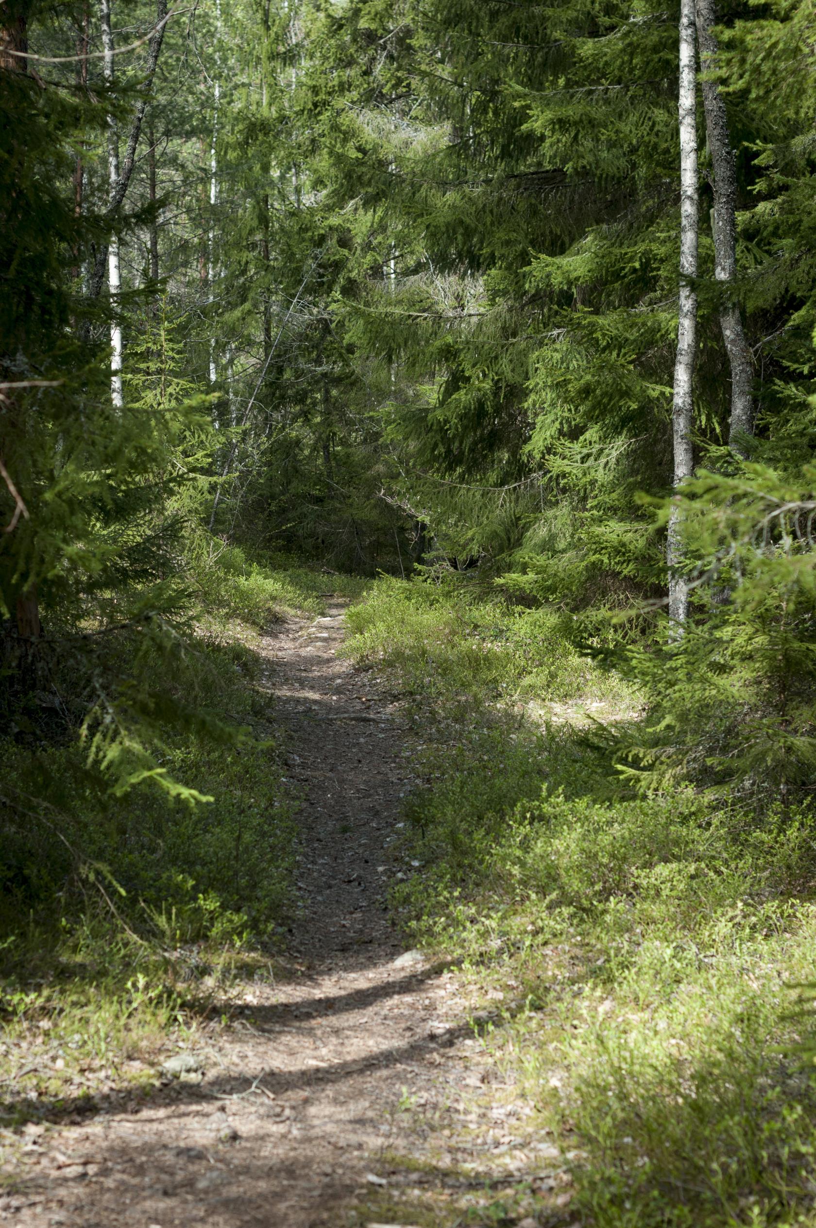 En stig i skogen.