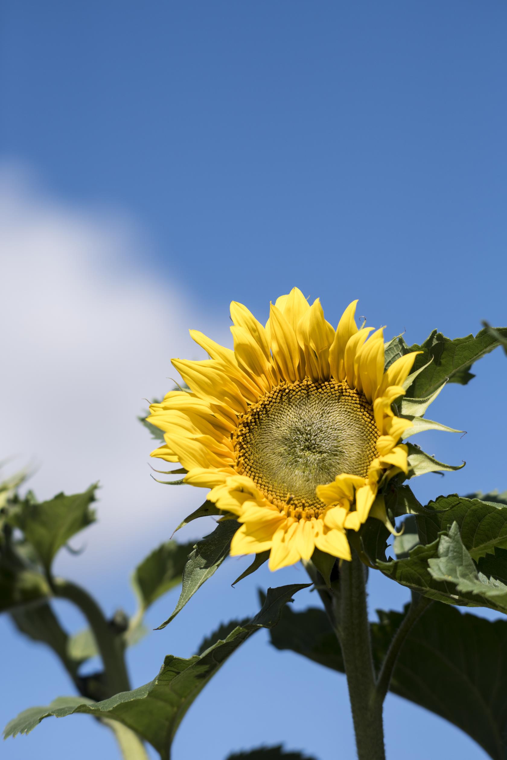 En solros i solsken mot blå himmel.