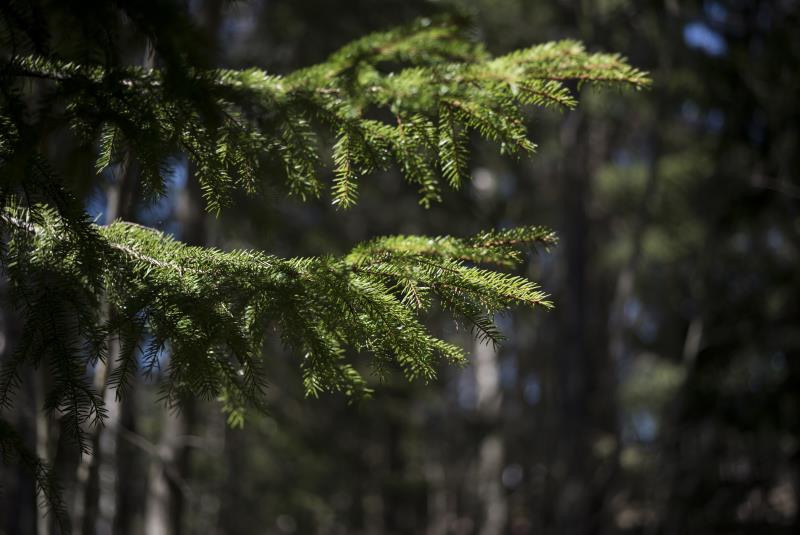 Två grankvistar träffas av solljuset i skogen.