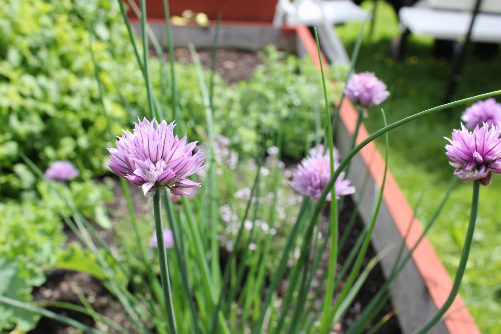 Närbild på blommande gräslök i en odlingslåda.