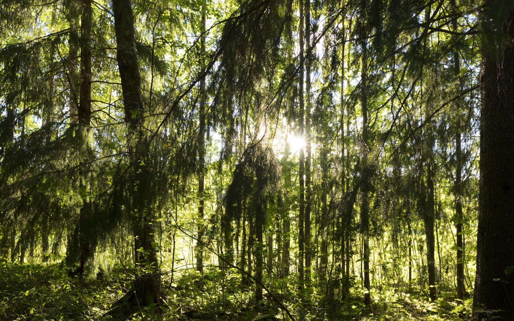 Solen lyser igenom några träd i skogen.