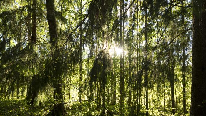 Solen lyser igenom några träd i skogen.