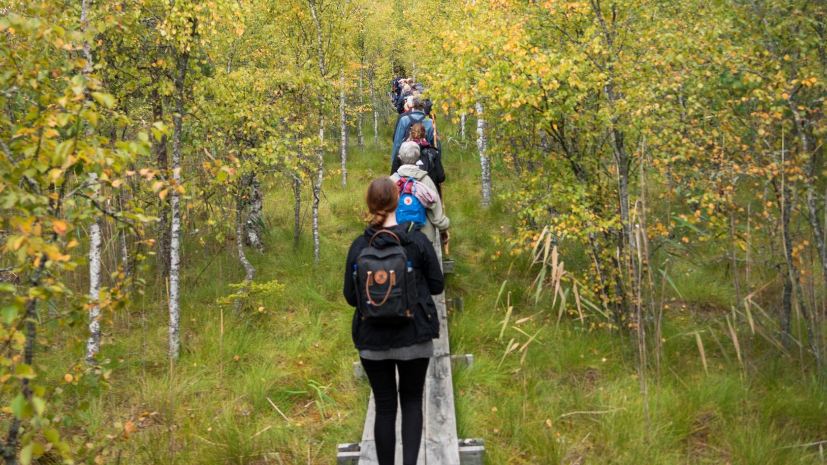 Ett led människor går på en spång mellan några träd.