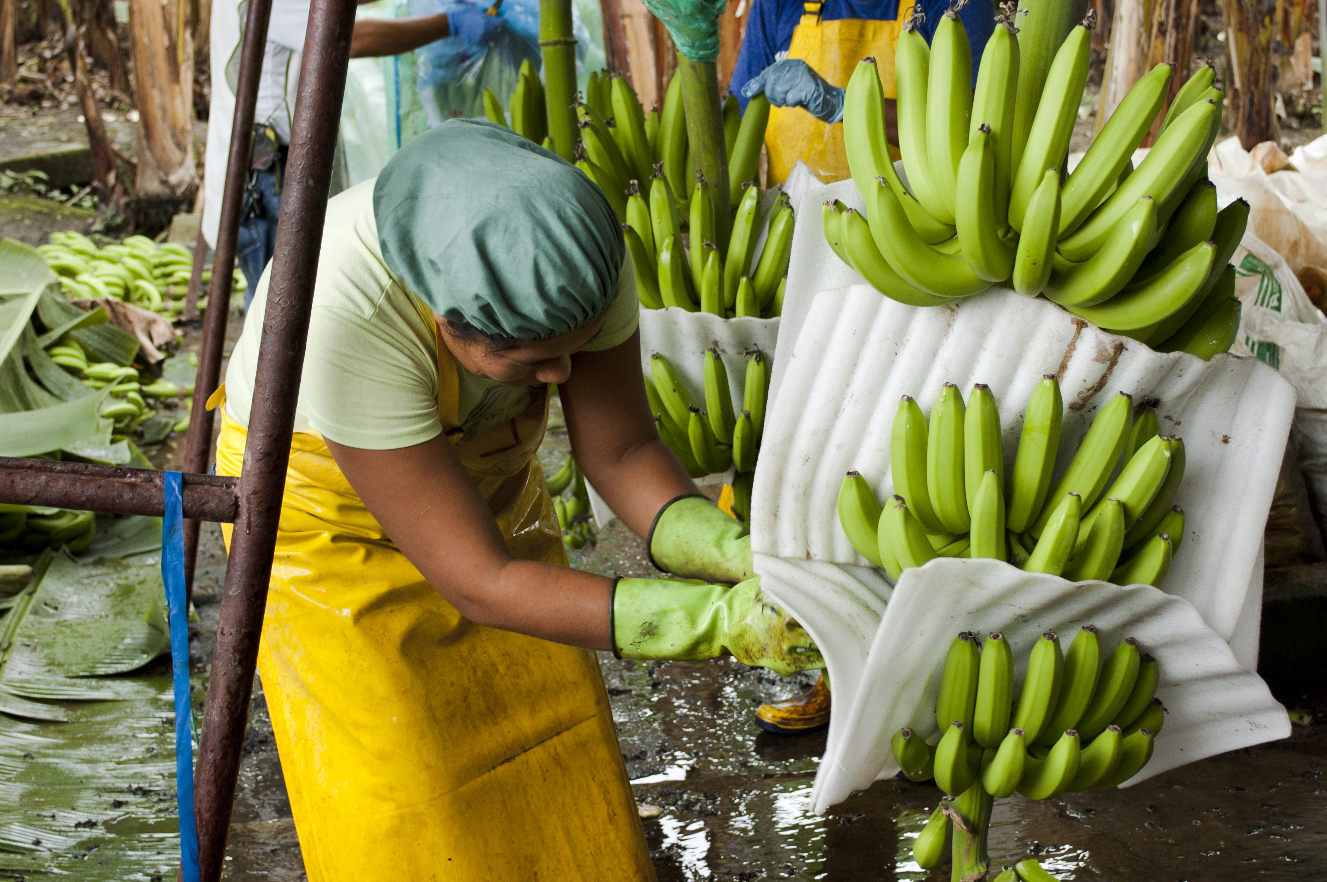 En arbetare i gult förkläde på en bananodling.