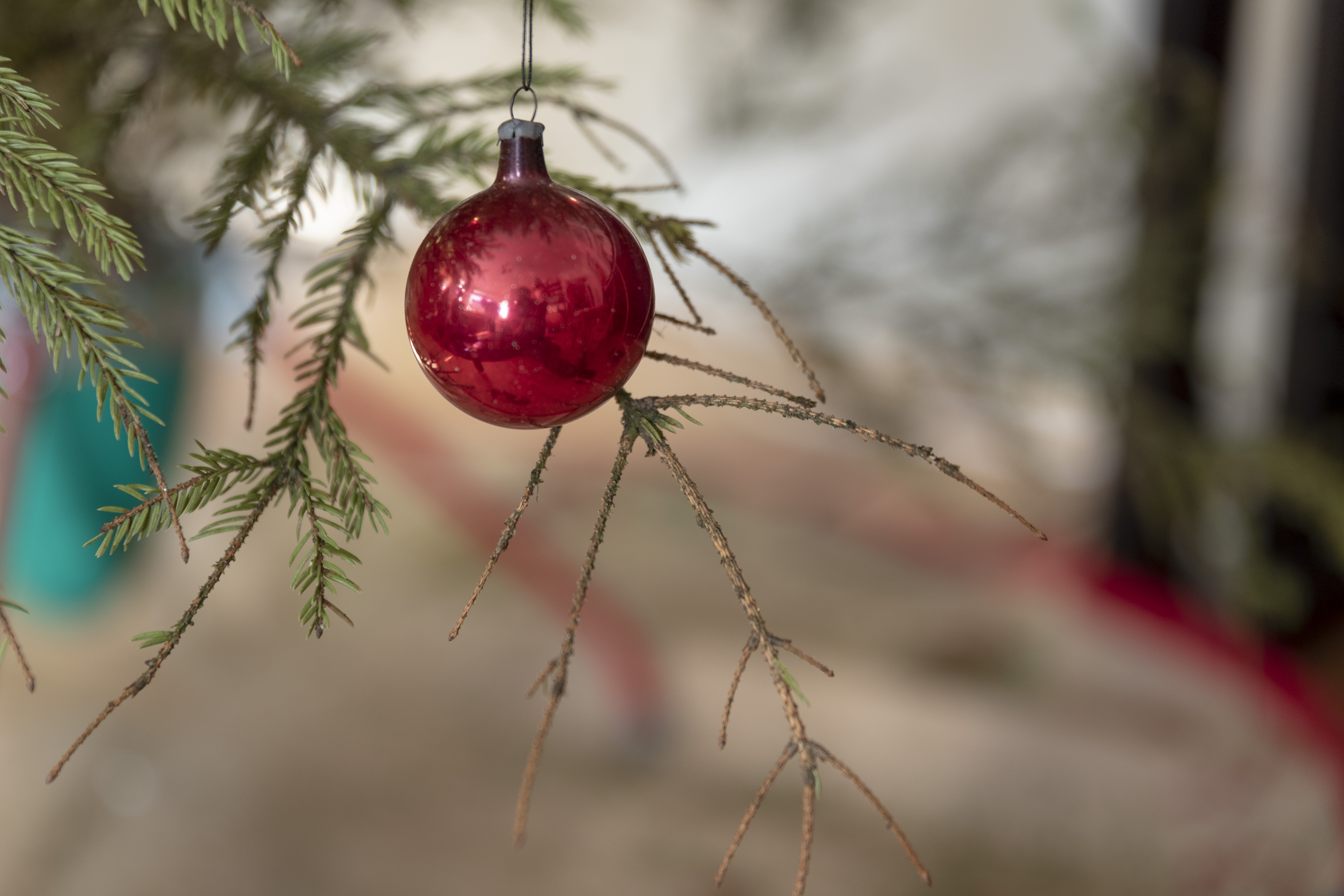 En röd julgranskula hänger i granen.