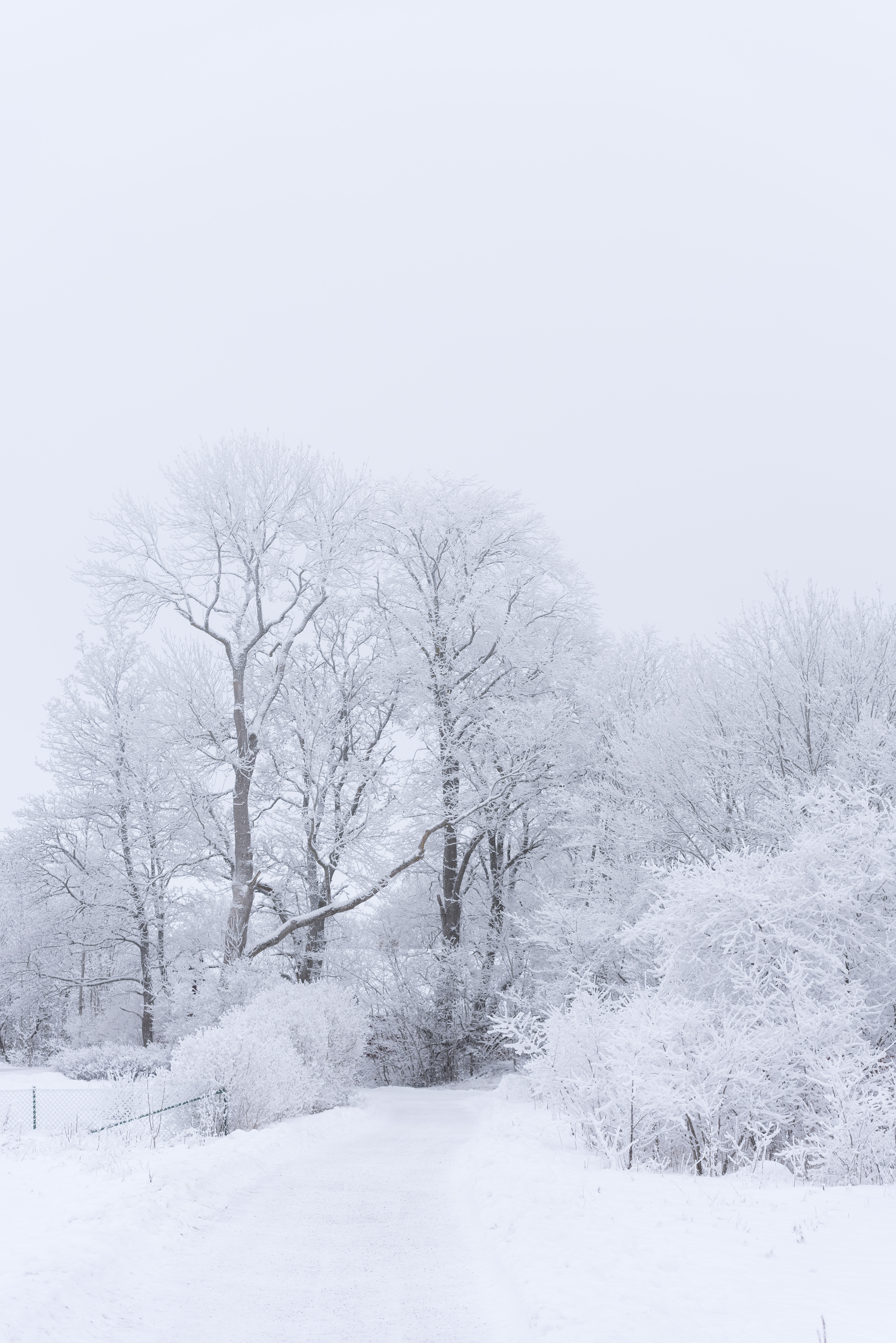 Snöiga träd i vinterlandskap.