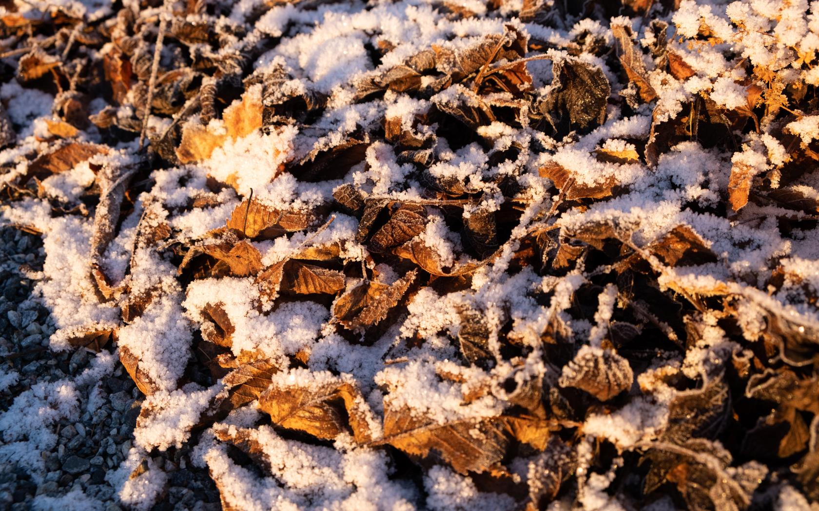 En hög bruna löv på marken med ett tunt lager pudersnö.