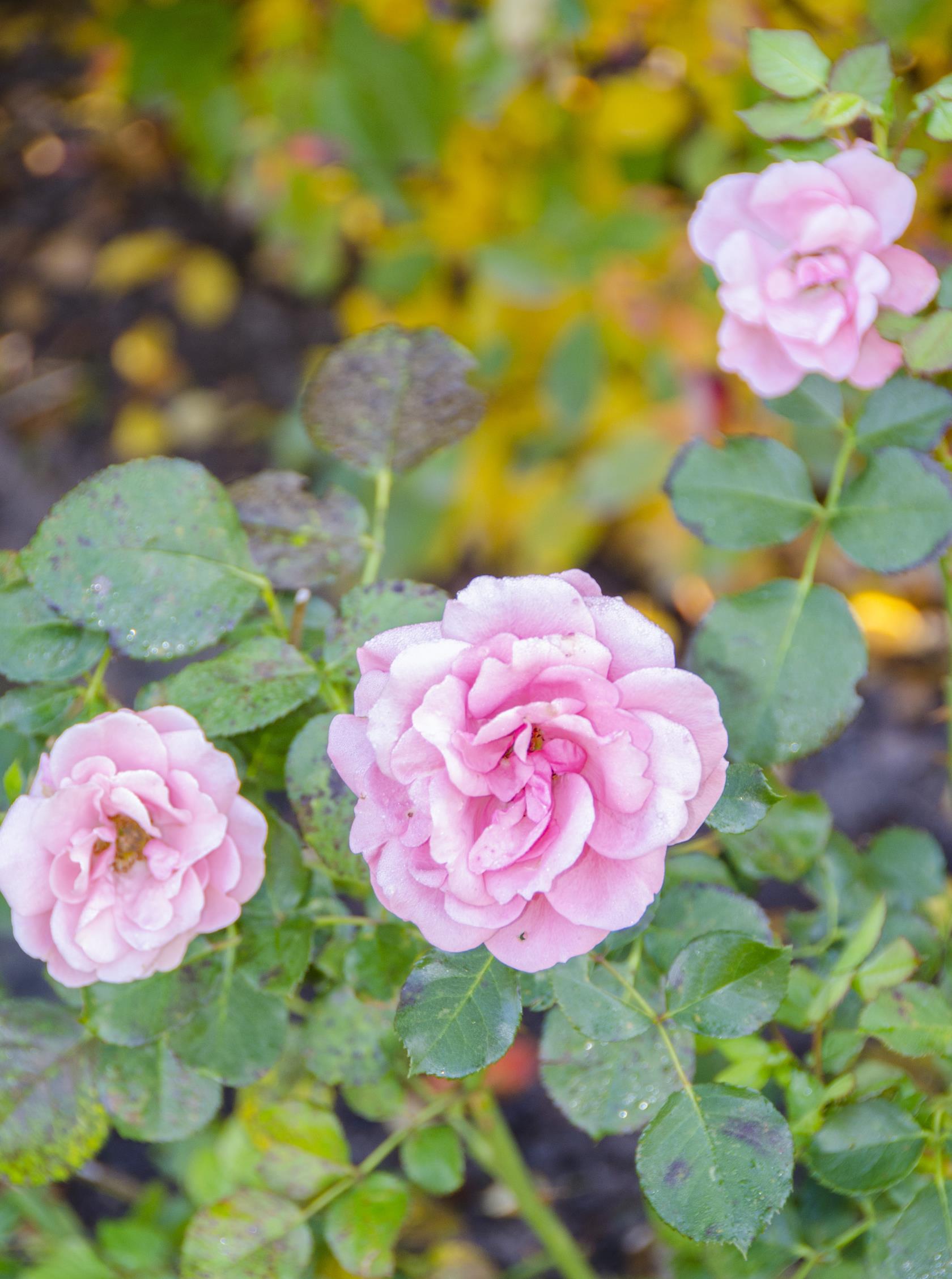 Några rosa rosor. Höstlöv ligger på marken i bakgrunden.