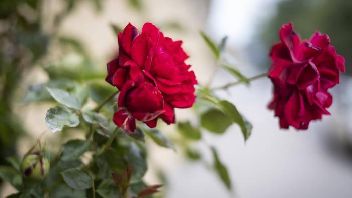 Två röda rosor i en rosenbuske.