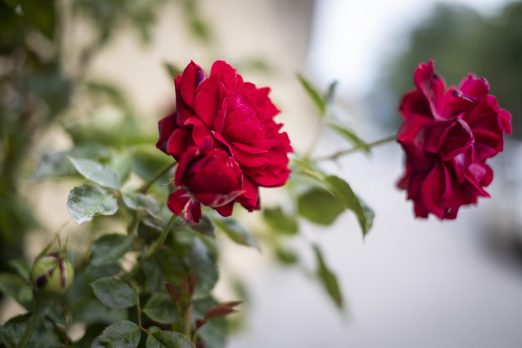 Två röda rosor i en rosenbuske.