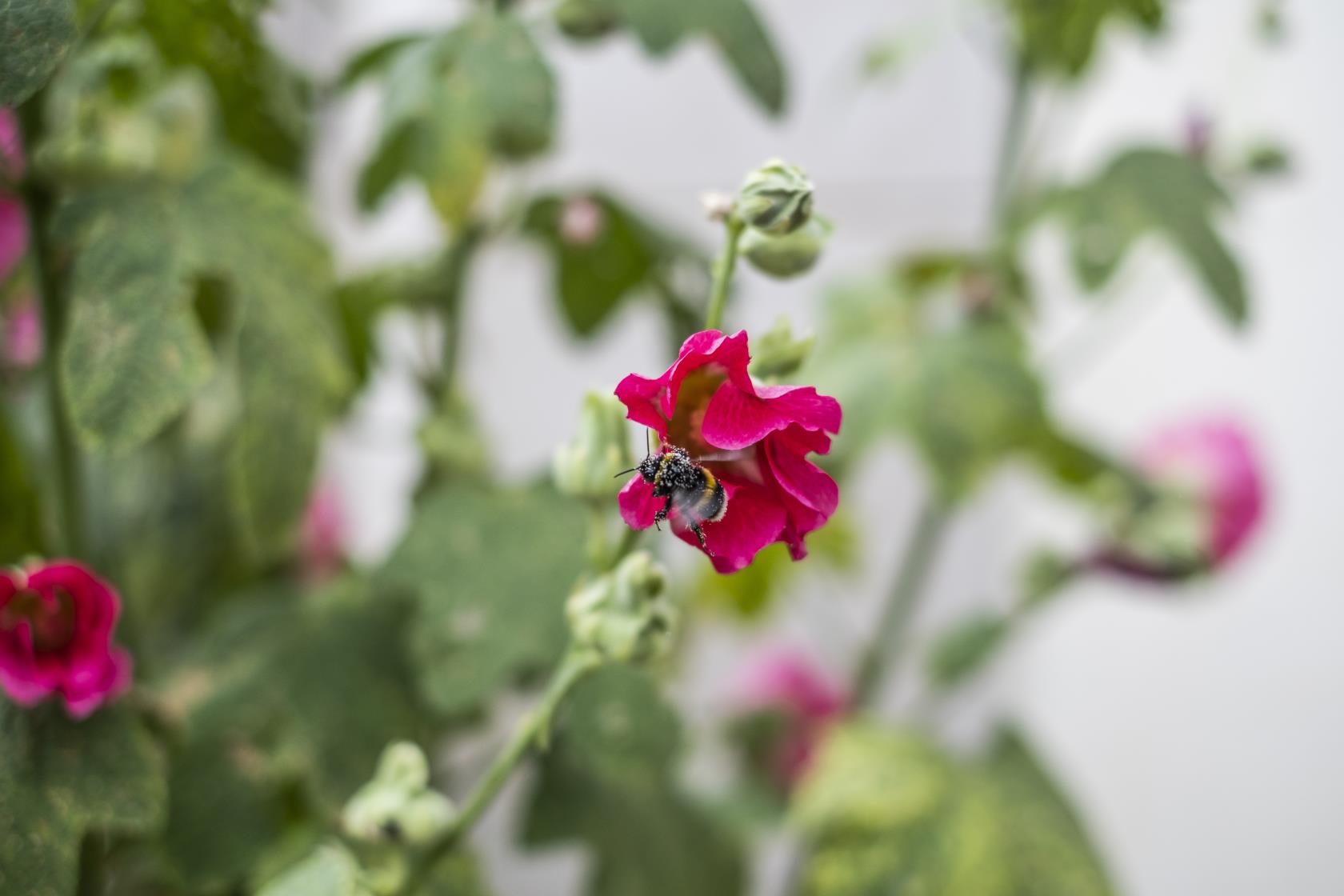 En humla sitter på en blomma.