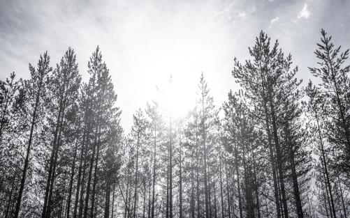 Träden är svarta efter en skogsbrand.