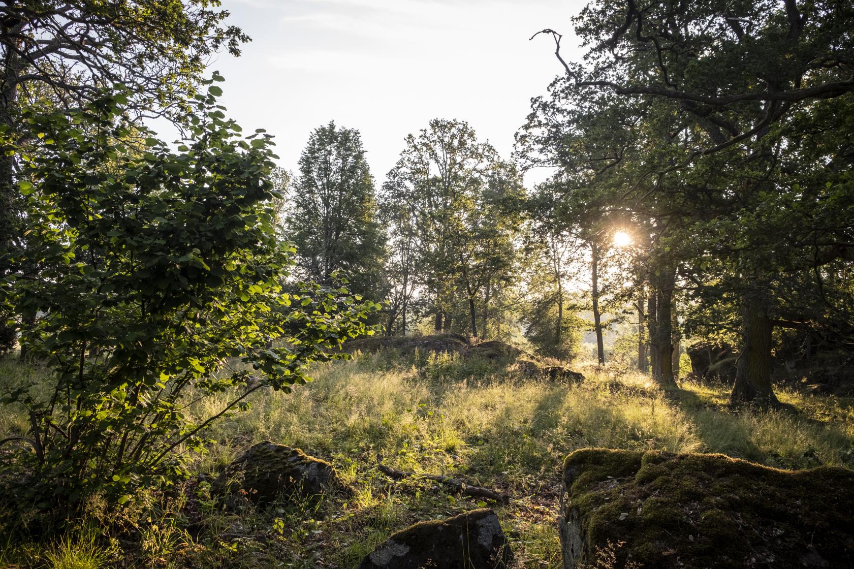 Solen som är på väg upp lyser genom bladverket, in i en liten glänta.