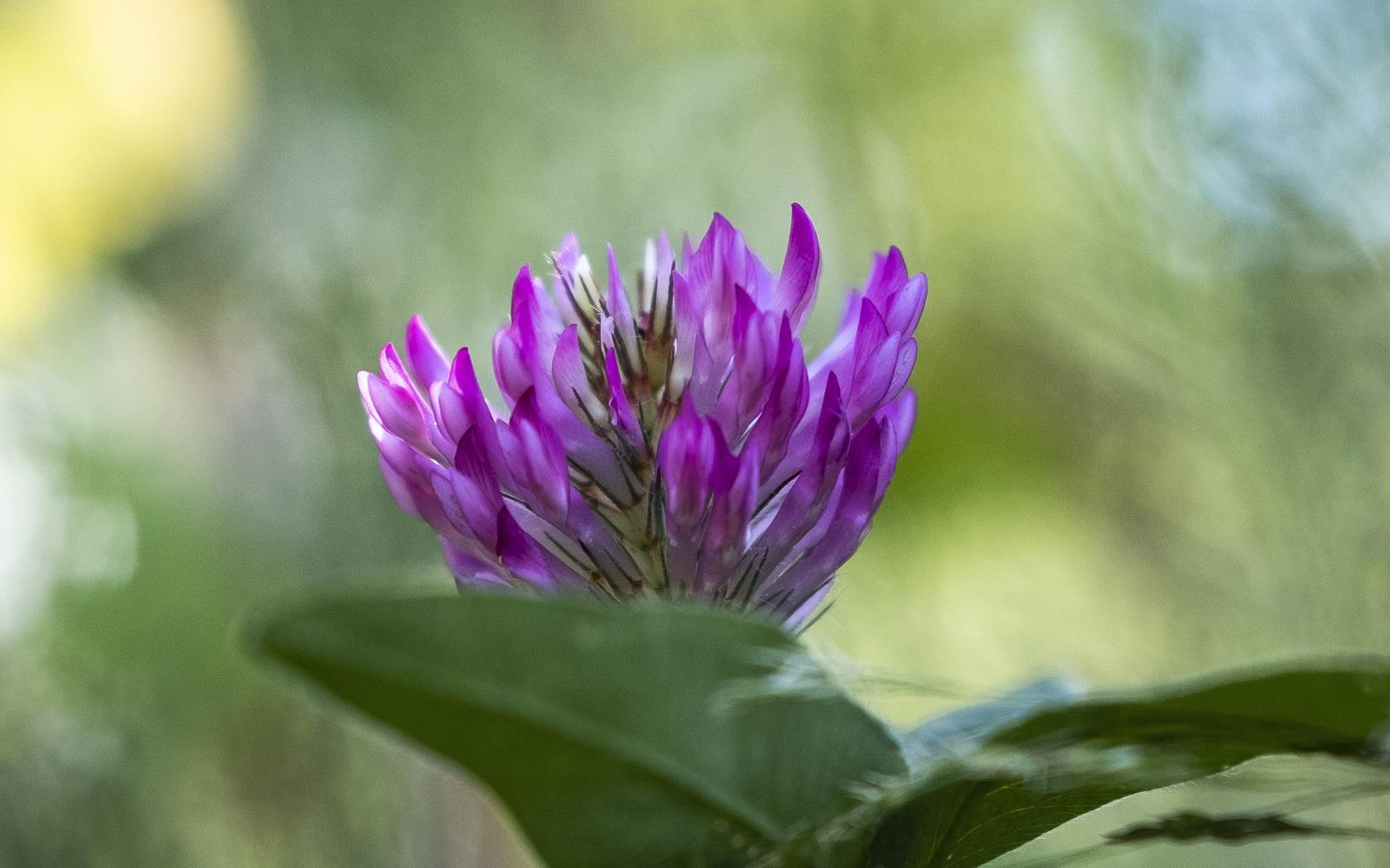 Närbild på en lila klöverblomma.