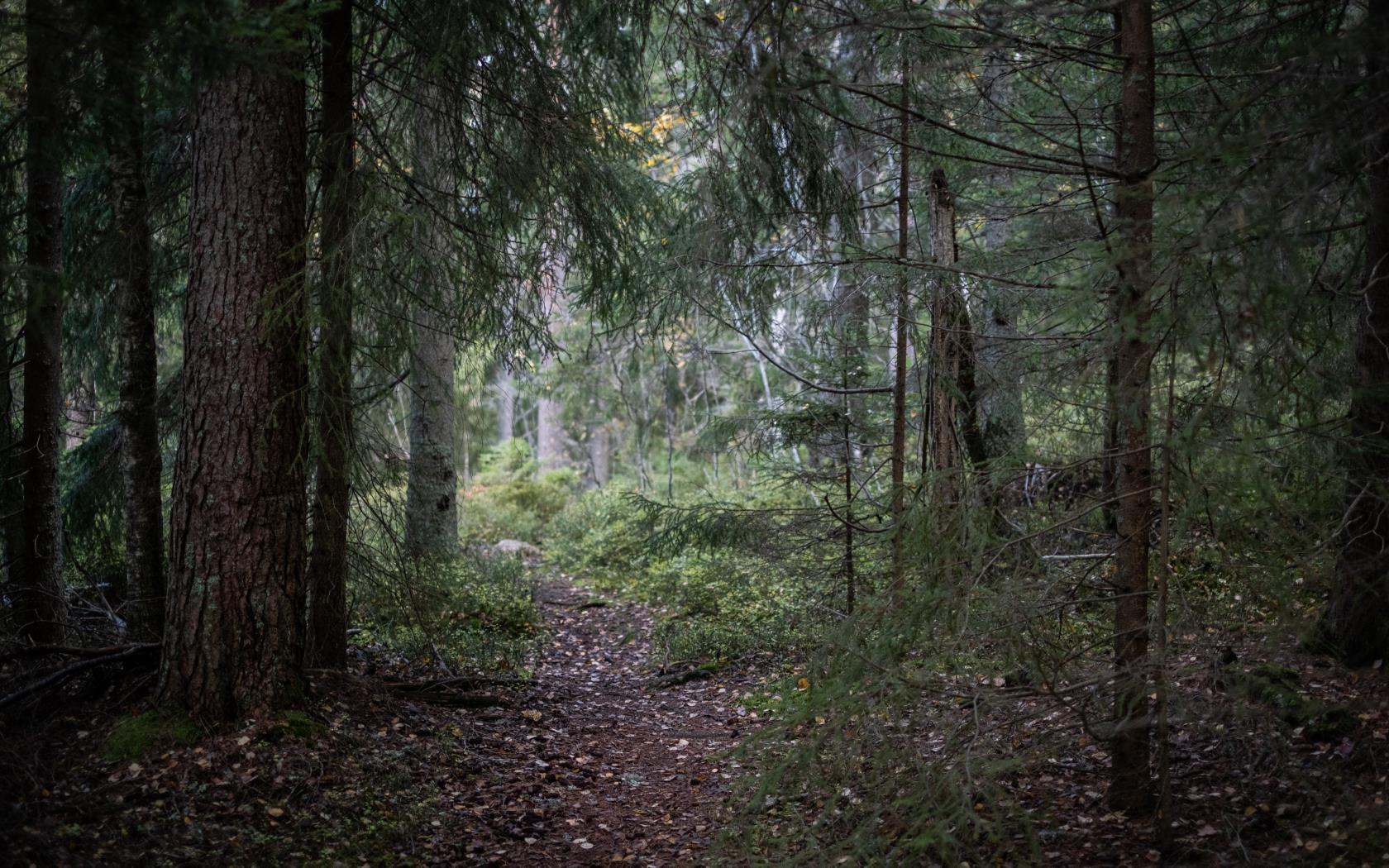 En mörk liten stig i skogen.