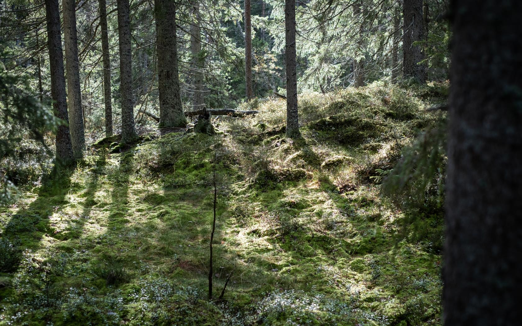 Solen lyser genom skogen på den mossiga marken.