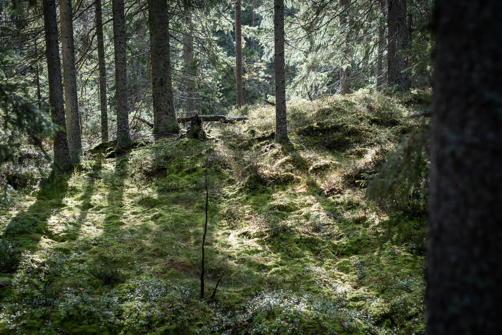 Solen lyser genom skogen på den mossiga marken.