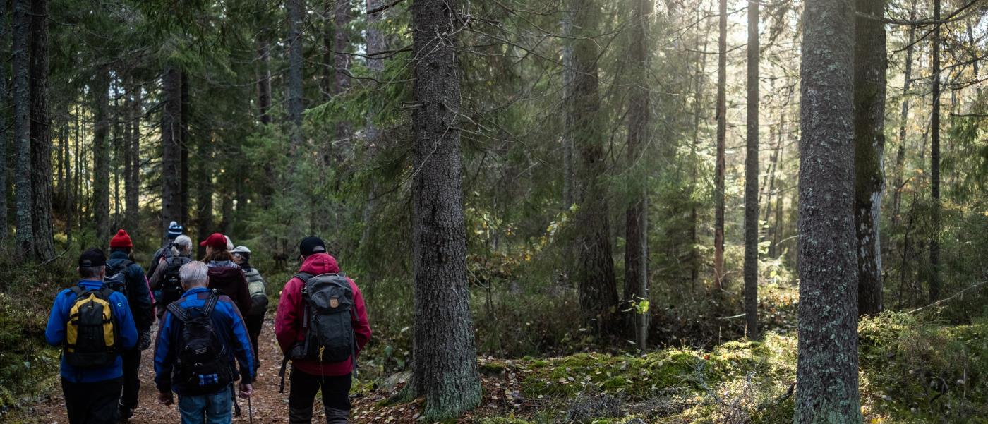 En grupp människor promenerar tillsammans i skogen.