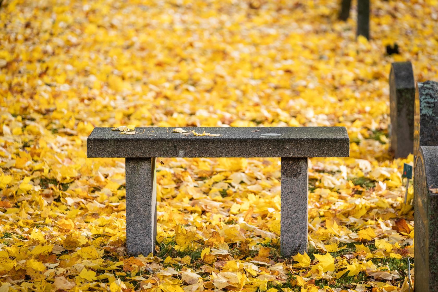 Kyrkogårdens mark är täckt av gula lönnlöv.