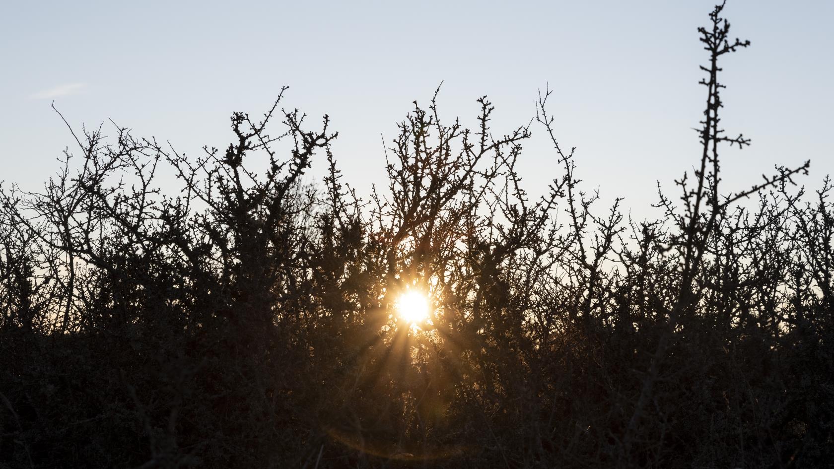 Solen lyser igenom ett buskage.