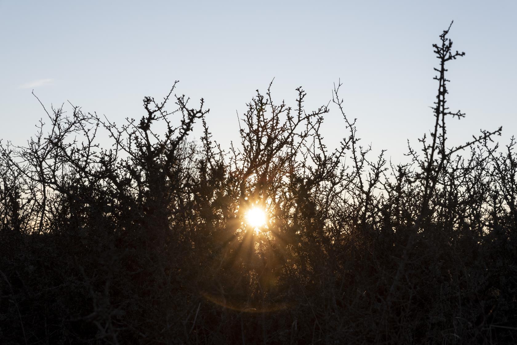 Solen lyser igenom ett buskage.