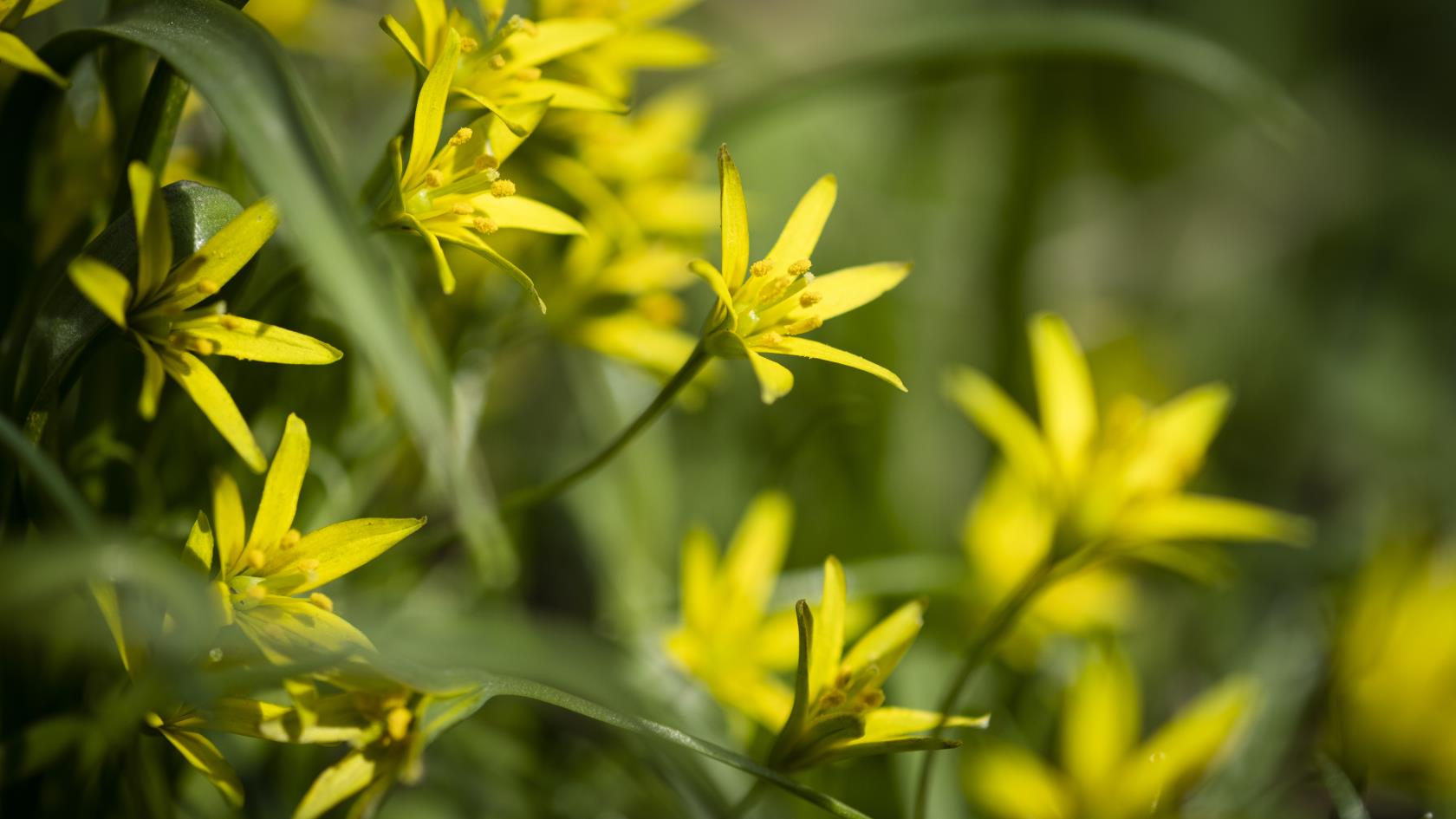 Närbild på gula vårlökblommor.