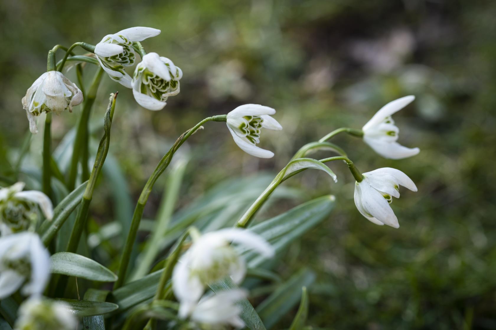 Närbild på vita vårblommor.