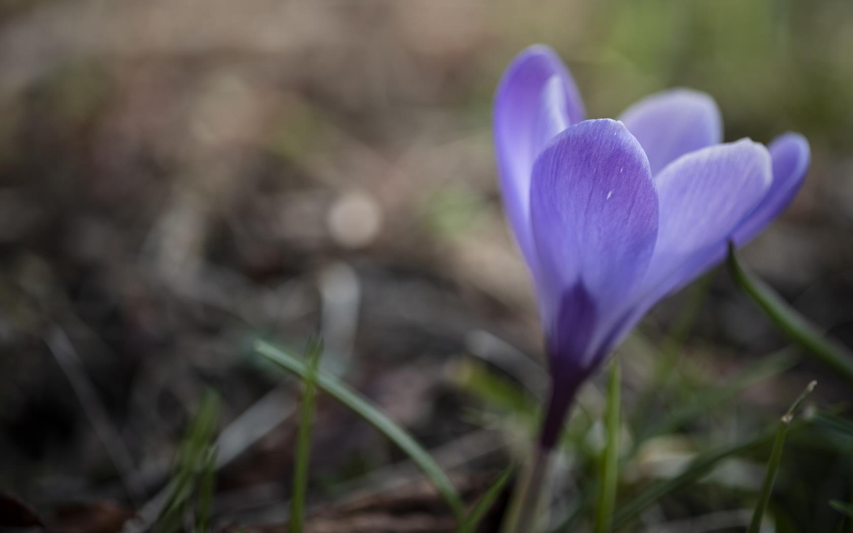 Närbild på en lila krokus.