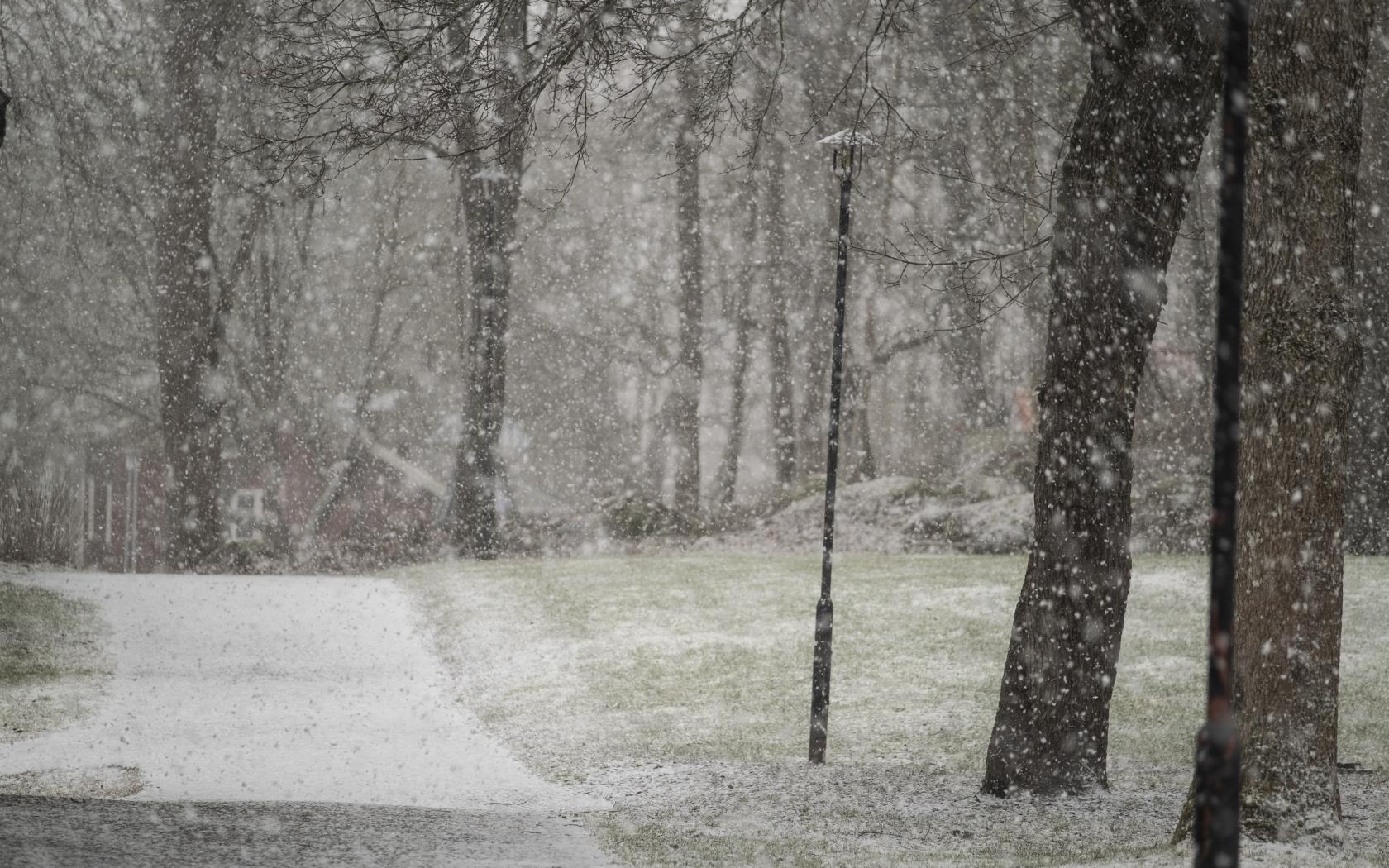 Den första snön faller i en park.